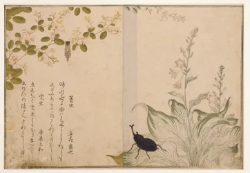 Korbwurm und Helmkäfer, 1788
